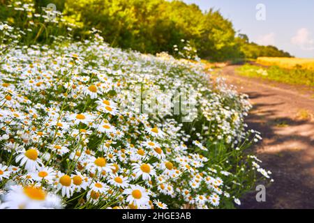 Die Straße zwischen den Dickichten der Gänseblümchen und dem goldenen Weizenfeld an sonnigen Tagen. Weiße Kamillen Blumen in der Nähe. Stockfoto