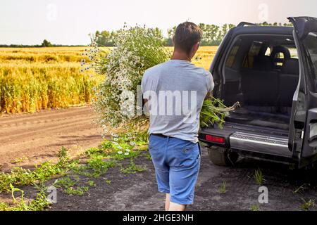 Ein Mann trägt an einem sonnigen Sommertag vor dem Hintergrund eines goldenen Weizenfeldes einen riesigen Strauß Feldblumengebäste im Kofferraum eines Autos. Stockfoto