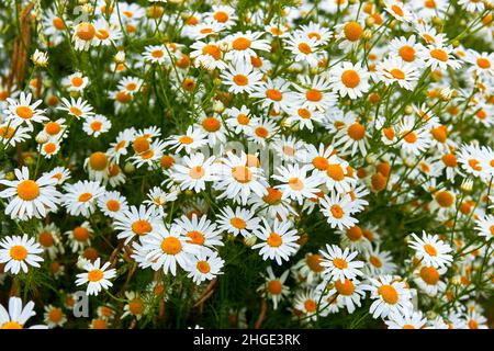 Viele weiße Kamillen blühen in der Nähe. Sommer Natur Hintergrund mit blühenden Kamillen. Blumenwiese. Stockfoto