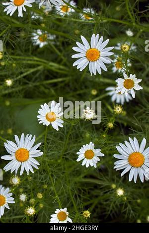 Viele weiße Kamillen blühen. Sommer Natur Hintergrund mit blühenden Kamillen. Nahaufnahme der Gänseblümchen. Stockfoto