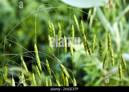 Eine gebogene grüne Spitze im Feld. Foto von Unkraut auf dem Bauernhof. Pflanzlicher Hintergrund in grünen Farben. Stockfoto