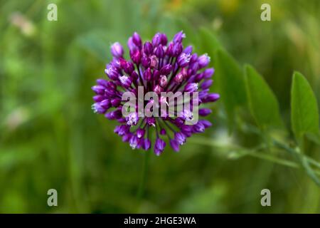 Wilde Zwiebelblüte. Ein voluminöser kugelförmiger Blütenstand von violetter Farbe mit kleinen Samen. Draufsicht. Wilde Blumen. Sommer Pflanzenhintergrund. Stockfoto