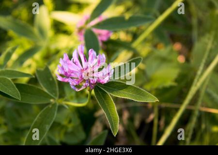 Eine blühende Kleeblüte in einem Wald, der aus nächster Nähe aufklärt. Sommerszene, rosa-violette Blume, die von der Sonne beleuchtet wird. Stockfoto