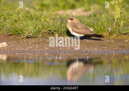 Collared Pratincole (Glareola Pratincola), Seitenansicht eines Erwachsenen, der auf dem Boden steht, Kampanien, Italien Stockfoto