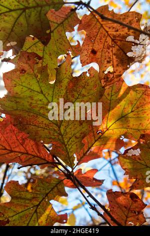 Scarlet Oak 'Quercus coccinea' Herbstlaub, hintergrundbeleuchtet, Missouri. Stockfoto