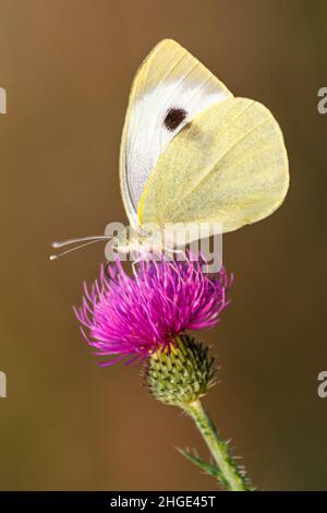 Pieris brassicae, auch Kohlschmetterling genannt, sitzt auf einer Distelblume. Stockfoto