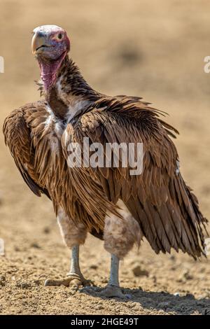Lappet konfrontiert Geier in der Kgalagadi Stockfoto