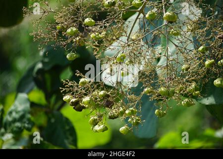 Die Blume aus Teakholz mit einem natürlichen Hintergrund. Diese Pflanze auch jati genannt Stockfoto
