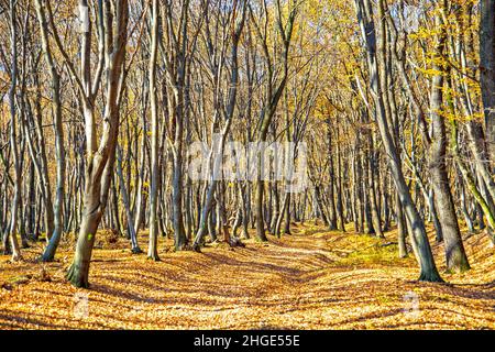 Wald im Herbst, Landschaft in Siebenbürgen, Rumänien auf der Via Siebenbürgische Weg Stockfoto
