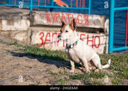 Ein Hund der Rasse Jack Russell Terrier sitzt am Strand vor dem Hintergrund von Wasser und einer Betonwand mit einer Inschrift in Russisch "Schwimmen Stockfoto