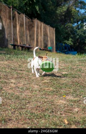 Ein Hund der Rasse Jack Russell Terrier am Strand läuft auf dem grünen Gras vor dem Hintergrund der grünen Bäume und einem alten Basketballplatz Stockfoto