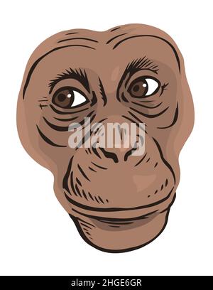 Schimpansenkopf auf weißem Hintergrund. Ein schlaues Lächeln auf seinem Gesicht. Primaten von wilden Tieren. Vektorfarbe isolierte Illustration von Hand gezeichnet Stock Vektor