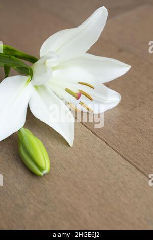 Einzelne weiße Lilie auf hellem Holzhintergrund mit Kopierraum Stockfoto