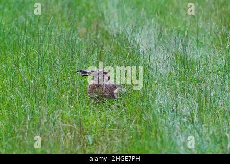 Hase oder Hase, Lepus-Lepus-Leporiden. Sie gehören zur gleichen Familie wie Kaninchen. Stockfoto