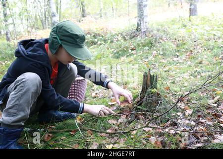 Porträt von Kinderschnitten Boletus im Wald, Karelien Stockfoto