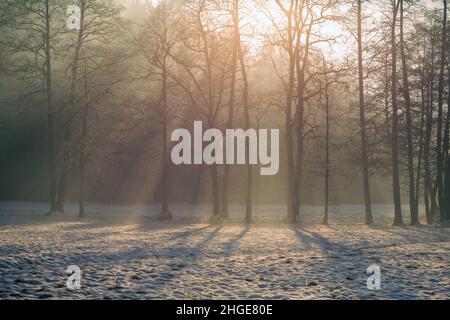 An einem kalten nebligen Wintermorgen mit Nebel scheinen Sonnenstrahlen durch die Bäume. Stockfoto