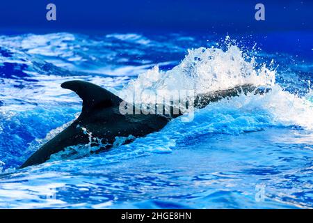 Die Flosse eines schwimmenden Delphins im Wasser mit Spritzern. Hochwertige Fotos Stockfoto