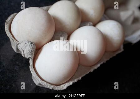 Sechs weiße Enteneier in einem Karton, der von einem lokalen Farm Lake District, cumbria, england, großbritannien, gekauft wurde Stockfoto