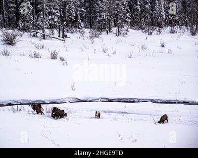 Jasper National Park, Kanada - 25 2021. Dez.: Hirsche und Ziegen wandern im Winter im Jasper National Park Stockfoto