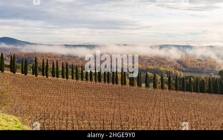 Winterlandschaft der hügel des chianti classico, Weinberge und Zypressen an einem nebligen Tag. Stockfoto