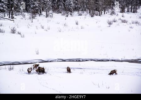 Jasper National Park, Kanada - 25 2021. Dez.: Hirsche und Ziegen wandern im Winter im Jasper National Park Stockfoto