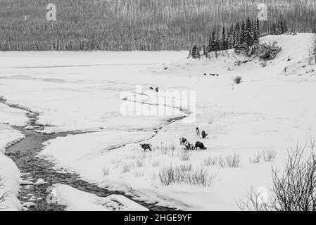 Jasper National Park, Kanada - 25 2021. Dez.: Hirsche und Ziegen wandern im Winter im Jasper National Park Stockfoto