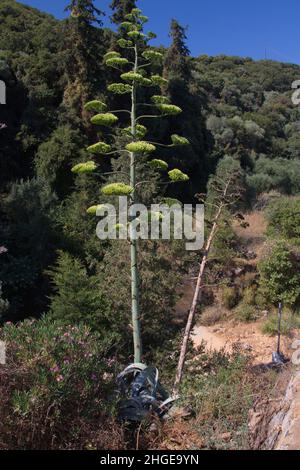 Blühende Agave auf Kreta in Griechenland, Europa Stockfoto