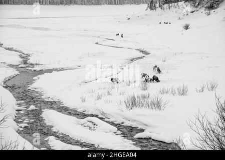 Jasper National Park, Kanada - 25 2021. Dez.: Hirsche und Ziegen wandern im Winter im Jasper National Park Stockfoto