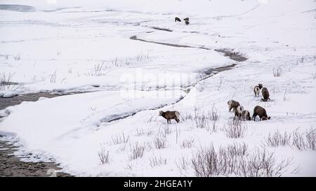 Jasper National Park, Kanada - 25 2021. Dez.: Hirsche und Ziegen wandern im Winter im Jasper National Park Stockfoto