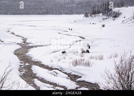 Jasper National Park, Kanada - 25 2021. Dez.: Hirsche und Ziegen wandern im Winter im Jasper National Park Stockfoto