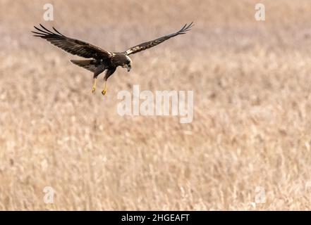 Dezember 2021 Burgas Bulgarien : Greifvögel, Reiher, Königsfischer und Kormorane sind in den letzten Jahrzehnten an der bewachsen Lagune auf dem Vormarsch. .Clifford Norton Alamy Stockfoto