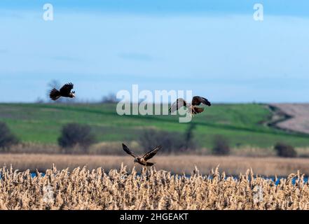 Dezember 2021 Burgas Bulgarien : Greifvögel, Reiher, Königsfischer und Kormorane sind in den letzten Jahrzehnten an der bewachsen Lagune auf dem Vormarsch. .Clifford Norton Alamy Stockfoto