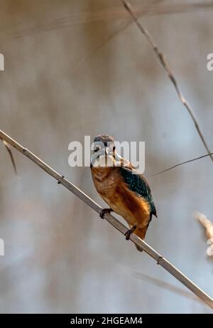 Dezember 2021 Burgas Bulgarien : Greifvögel, Reiher, Königsfischer und Kormorane sind in den letzten Jahrzehnten an der bewachsen Lagune auf dem Vormarsch. .Clifford Norton Alamy Stockfoto