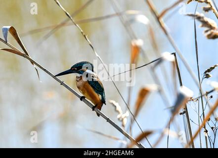 Dezember 2021 Burgas Bulgarien : Greifvögel, Reiher, Königsfischer und Kormorane sind in den letzten Jahrzehnten an der bewachsen Lagune auf dem Vormarsch. .Clifford Norton Alamy Stockfoto