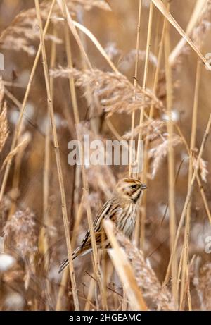 Dezember 2021 Burgas Bulgarien : Greifvögel, Reiher, Königsfischer und Kormorane sind in den letzten Jahrzehnten an der bewachsen Lagune auf dem Vormarsch. .Clifford Norton Alamy Stockfoto