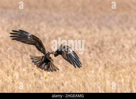 Dezember 2021 Burgas Bulgarien : Greifvögel, Reiher, Königsfischer und Kormorane sind in den letzten Jahrzehnten an der bewachsen Lagune auf dem Vormarsch. .Clifford Norton Alamy Stockfoto