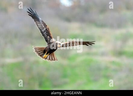 Dezember 2021 Burgas Bulgarien : Greifvögel, Reiher, Königsfischer und Kormorane sind in den letzten Jahrzehnten an der bewachsen Lagune auf dem Vormarsch. .Clifford Norton Alamy Stockfoto