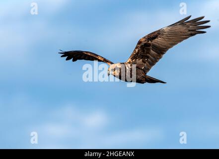 Dezember 2021 Burgas Bulgarien : Greifvögel, Reiher, Königsfischer und Kormorane sind in den letzten Jahrzehnten an der bewachsen Lagune auf dem Vormarsch. .Clifford Norton Alamy Stockfoto