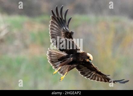 Dezember 2021 Burgas Bulgarien : Greifvögel, Reiher, Königsfischer und Kormorane sind in den letzten Jahrzehnten an der bewachsen Lagune auf dem Vormarsch. .Clifford Norton Alamy Stockfoto