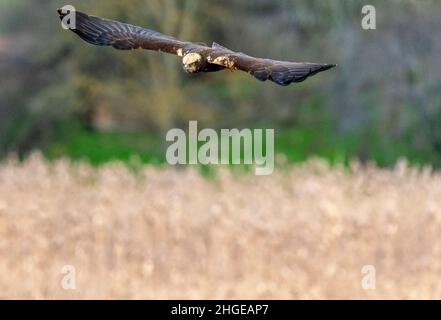 Dezember 2021 Burgas Bulgarien : Greifvögel, Reiher, Königsfischer und Kormorane sind in den letzten Jahrzehnten an der bewachsen Lagune auf dem Vormarsch. .Clifford Norton Alamy Stockfoto