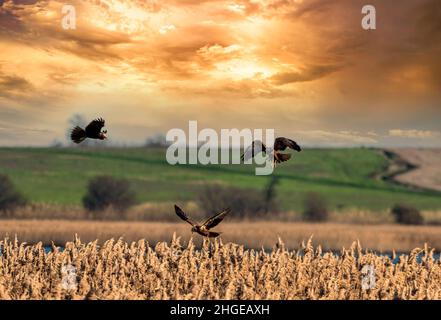 Dezember 2021 Burgas Bulgarien : Greifvögel, Reiher, Königsfischer und Kormorane sind in den letzten Jahrzehnten an der bewachsen Lagune auf dem Vormarsch. .Clifford Norton Alamy Stockfoto