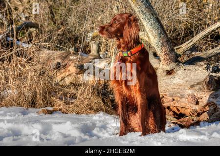 Ein wunderschöner, leuchtend roter irischer Setter-Jagdhund sitzt in der Sonne am schneebedeckten Waldrand und beobachtet aufmerksam das Jagdgebiet. Stockfoto