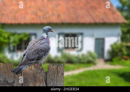Gewöhnliche Holztaube (Columba palumbus), die auf dem alten verwitterten Holzgartenzaun des Hauses auf dem Land thront Stockfoto
