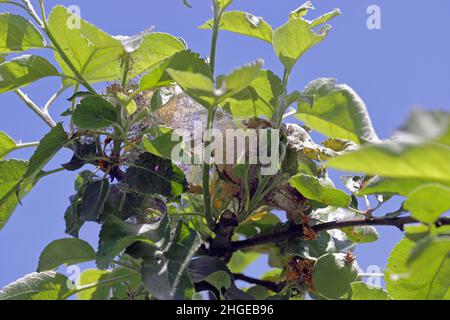 Raupen von Apfel Ermin Motte - Yponomeuta malinellus in ihrem Netz, Makro-Wildtiere Tier Stockfoto