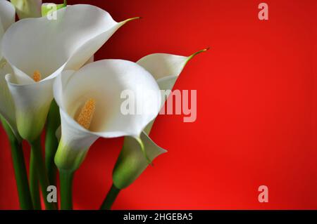 Valentinskarte mit weißen Calla-Lilien auf rotem Hintergrund mit Kopierfläche Stockfoto