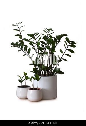 ZZ-Pflanze oder Zamioculcas zamiifolia isoliert auf weißem Hintergrund. Stammwerk ZZ und neue Anlagen Stockfoto