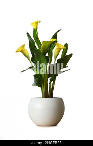 Gelbe Calla Lilie Pflanze isoliert auf weißem Hintergrund Stockfoto