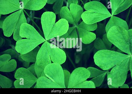 St. Patricks Day Hintergrund. Voller Rahmen aus grünem dreiblättrigen Kleeblatt. Draufsicht auf Wood Sorrel Stockfoto