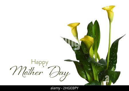 Happy Mothers Day Karte. Gelbe Calla-Lilien isoliert auf weißem Hintergrund Stockfoto