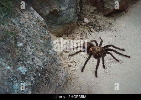 Große Tarantula-Spinne, die über einen Pfad im Zion National Park läuft. Stockfoto